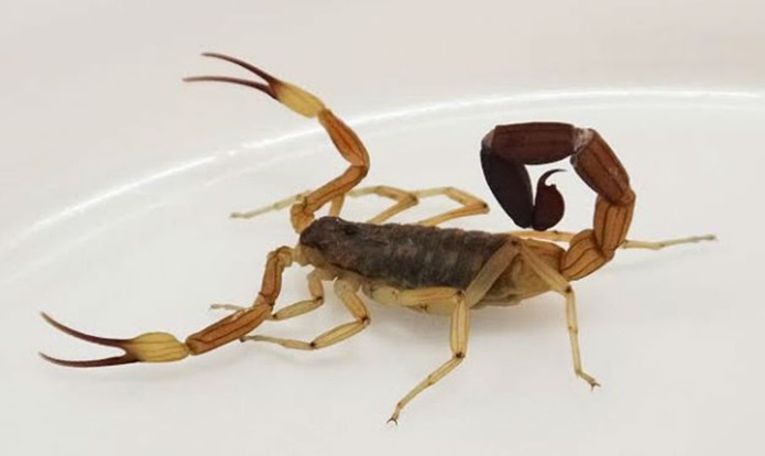 00 alacranes