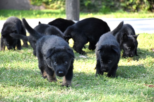 00 cachorros