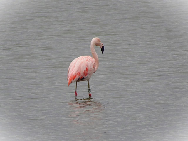 00 flamenco anillado2