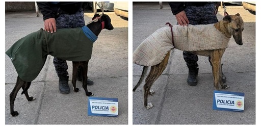 00 perros 01