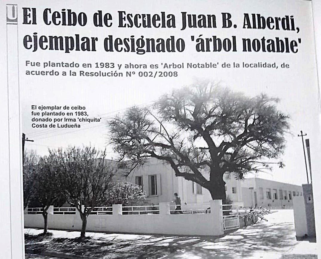 Ceibo escuela Alberdi arbol notable MEDIO