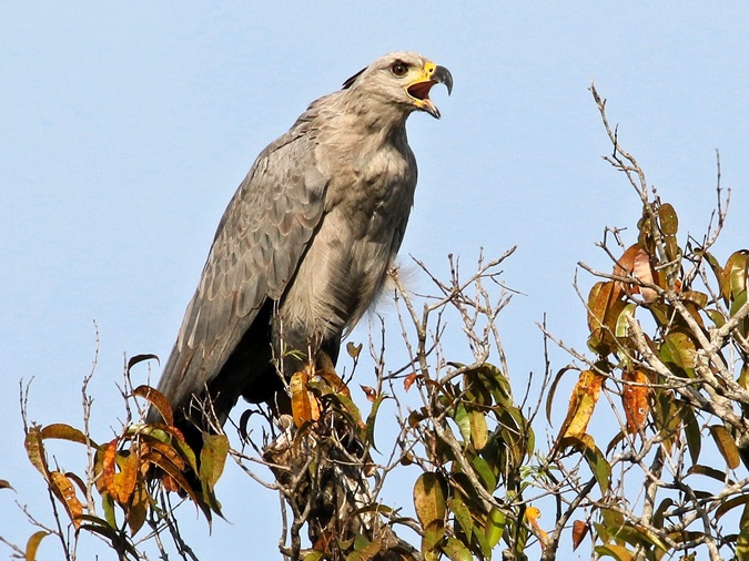 aguila coronada